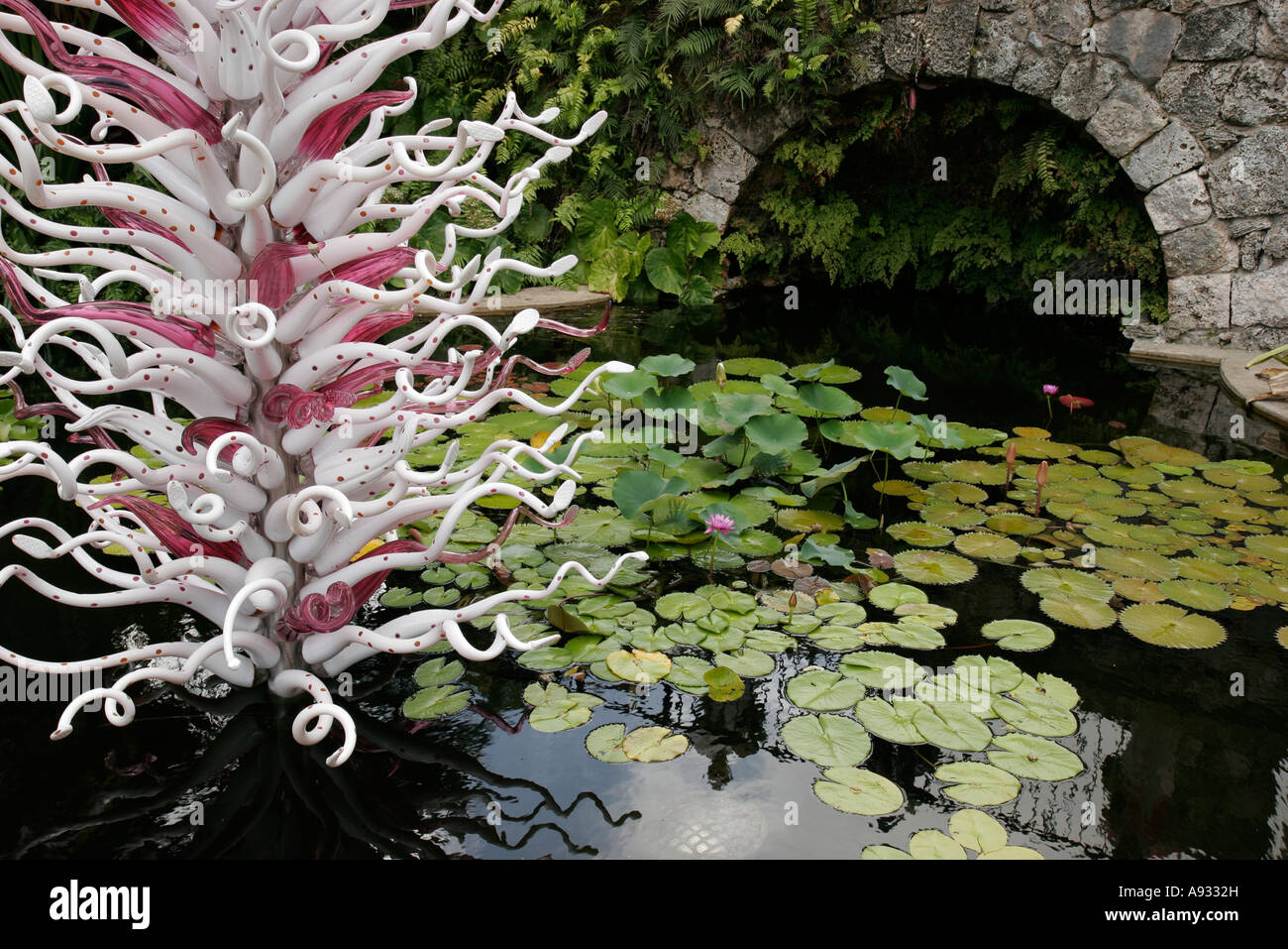 Miami Florida,Coral Gables,Fairchild Tropical Botanic Garden,botanique,Chihuly sculpture d'art de verre, étang,tapis de nénuphars,FL070527032 Banque D'Images