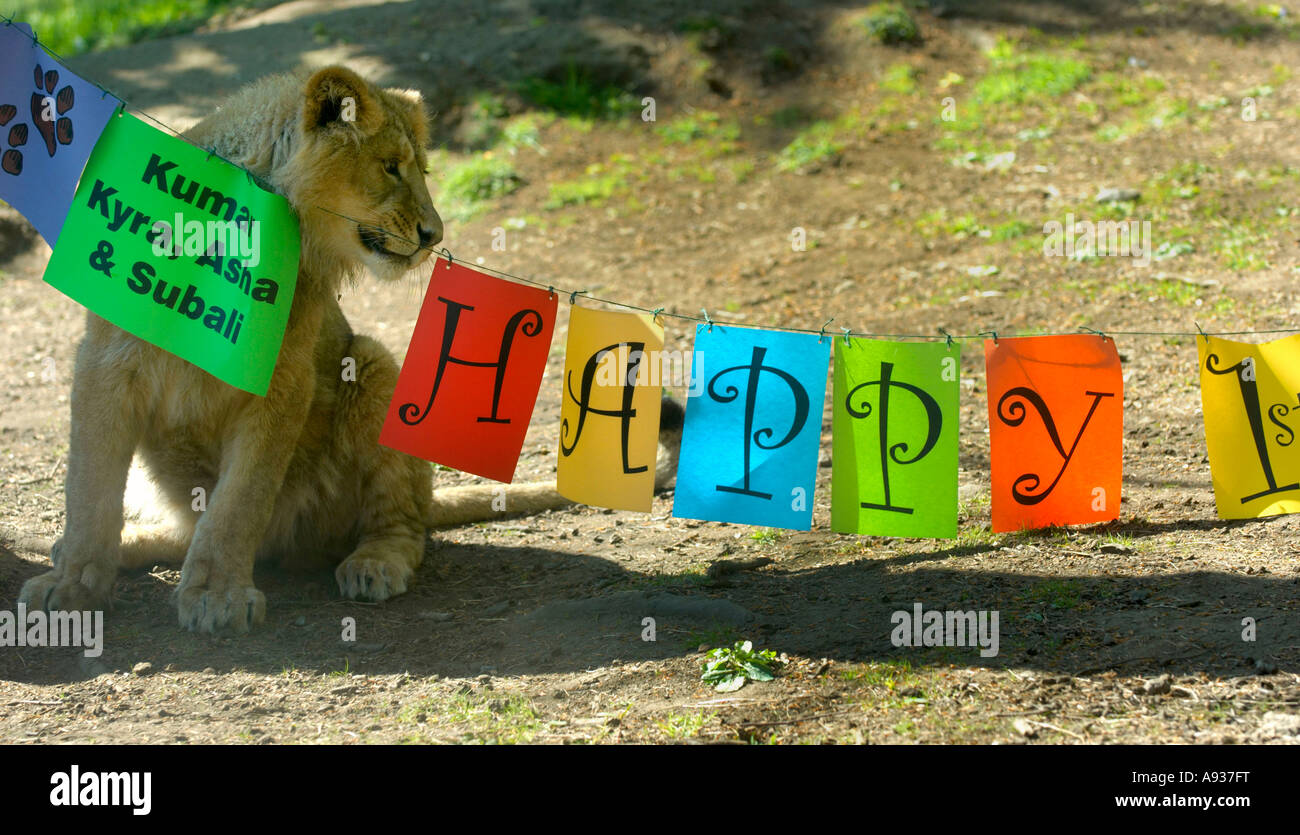 Lion Cub Regardant Un Grand Joyeux Anniversaire Sign Photo Stock Alamy