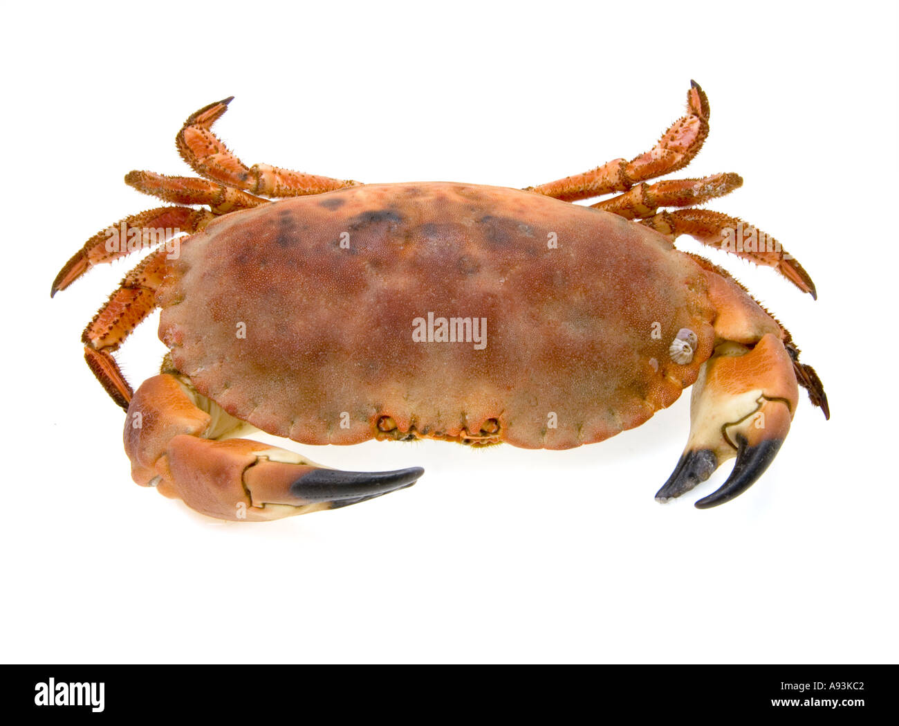 Crabe rouge brun sur fond blanc manger nourriture REPAS PLAT Banque D'Images