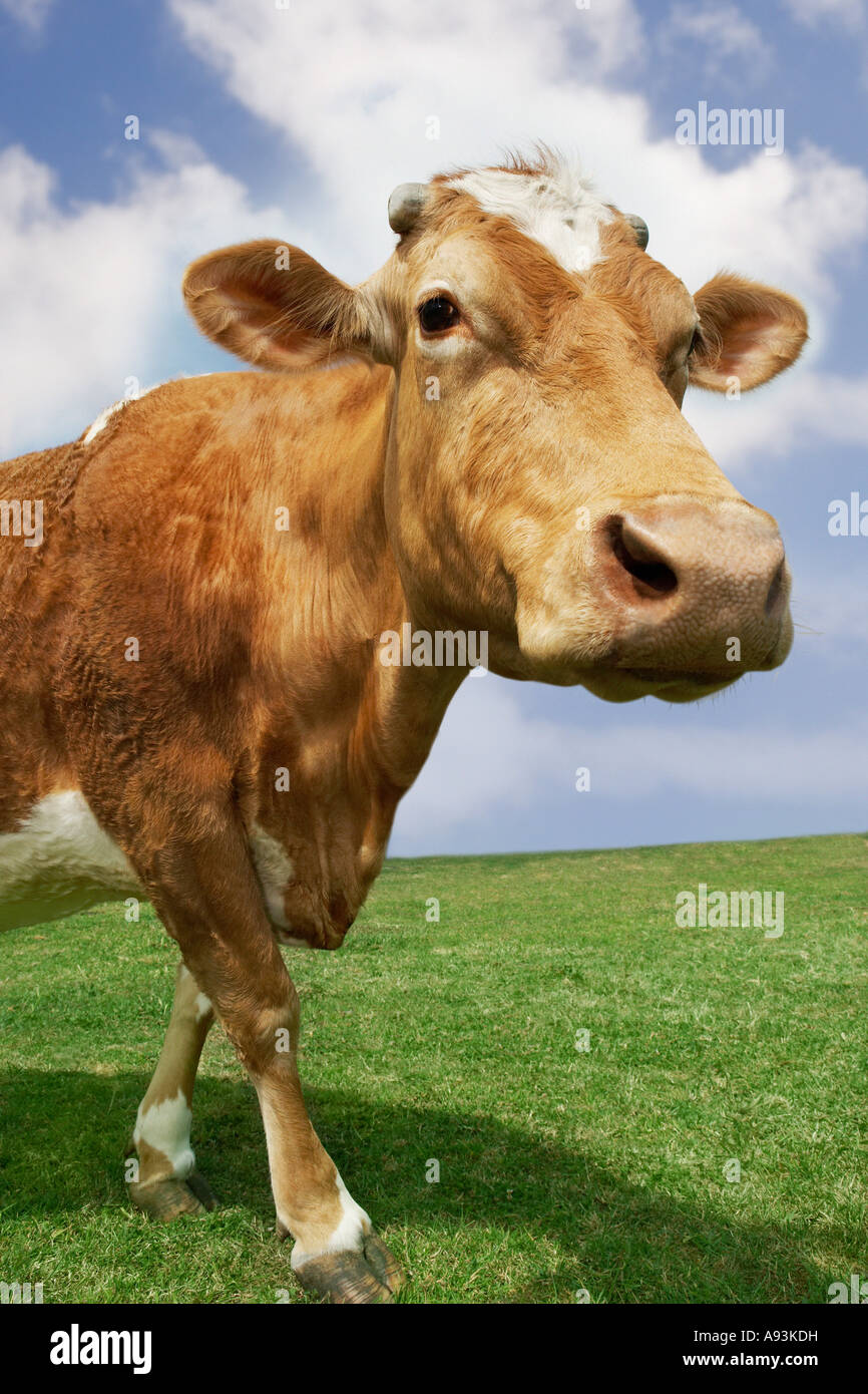 Vache brune walking in field Banque D'Images