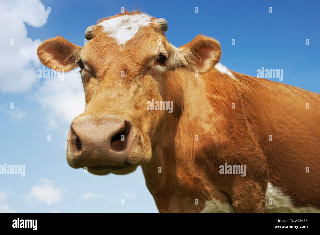 Close-up low angle view of vache brune contre le ciel bleu Banque D'Images