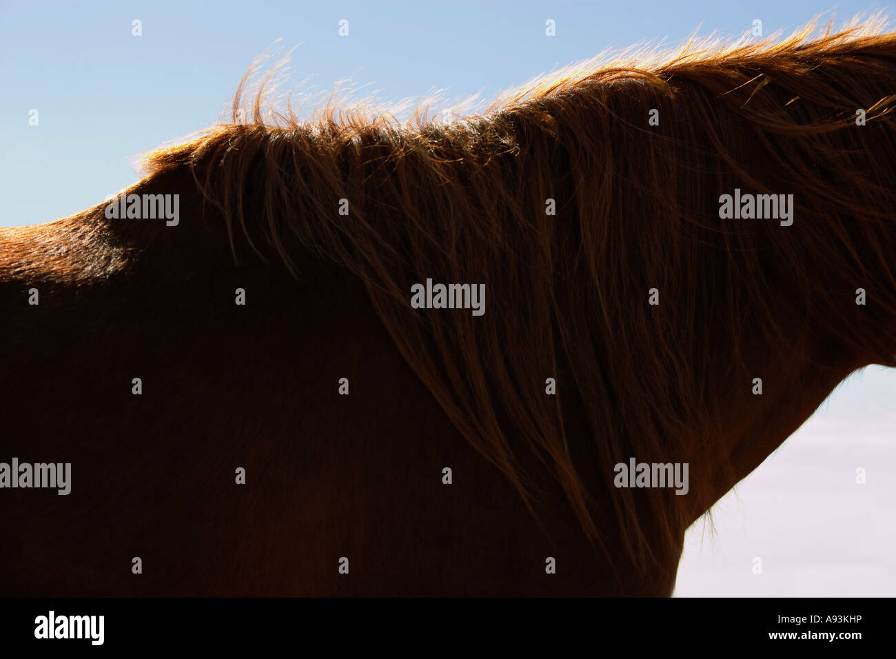Cheval brun contre ciel, close-up de cou et mane Banque D'Images