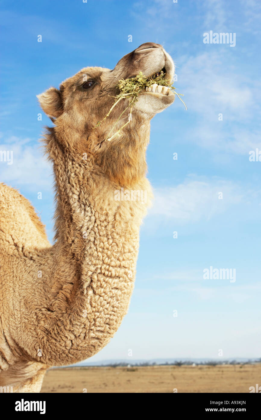 Camel en champ, manger, vue latérale du cou et de la tête Banque D'Images