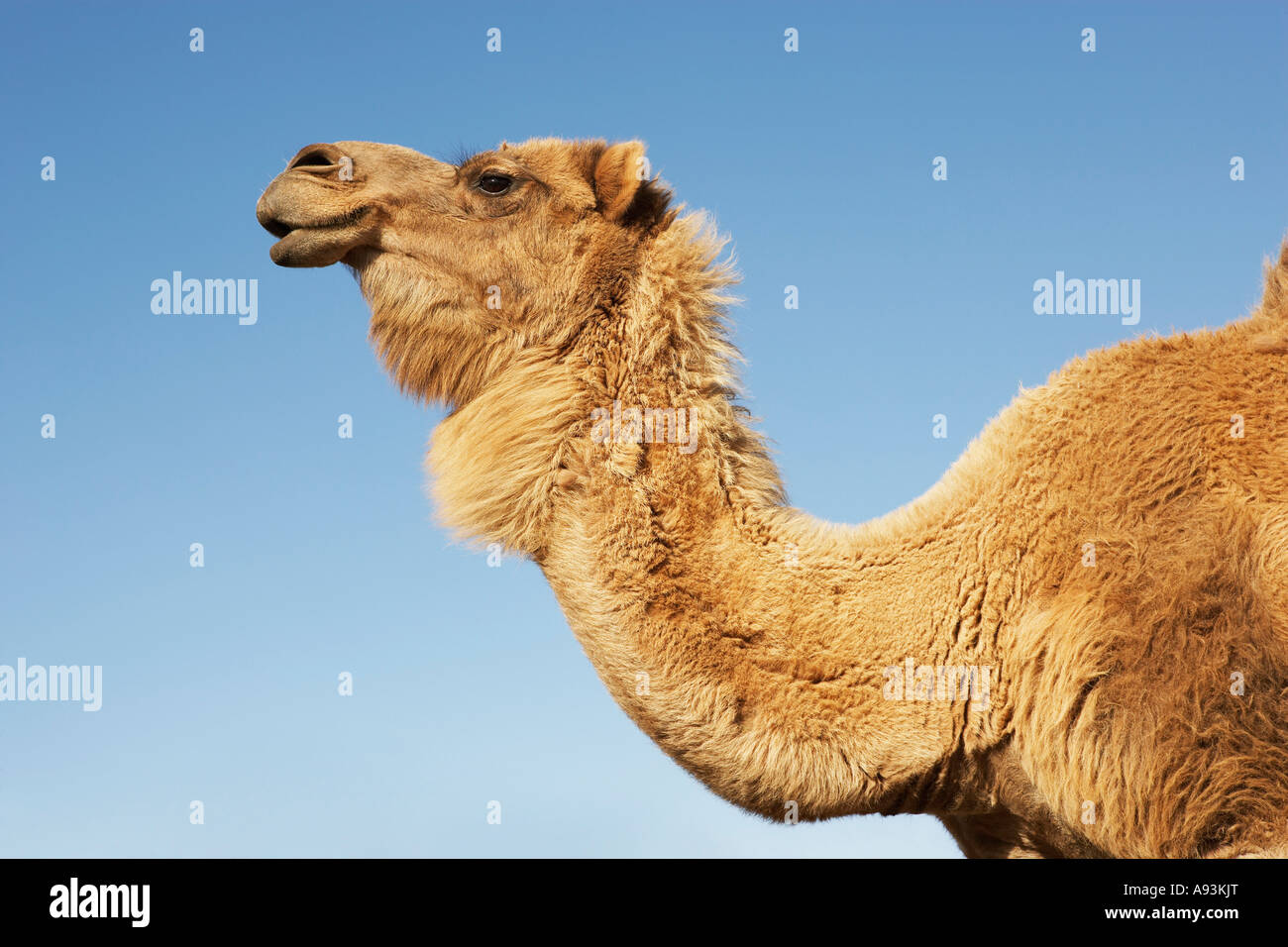 Camel contre ciel clair, vue latérale du cou et de la tête Banque D'Images