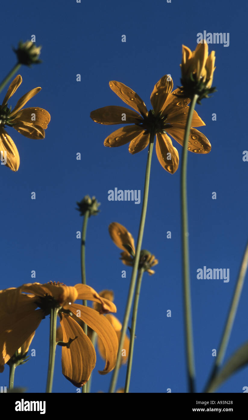 Rudbeckia jaune Banque D'Images