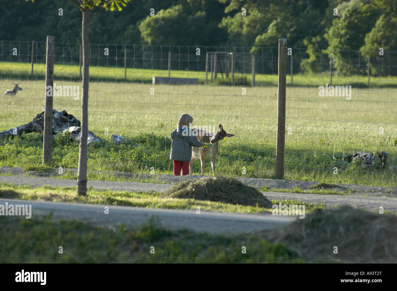 Lainzer Tiergarten - alimentation animale Banque D'Images