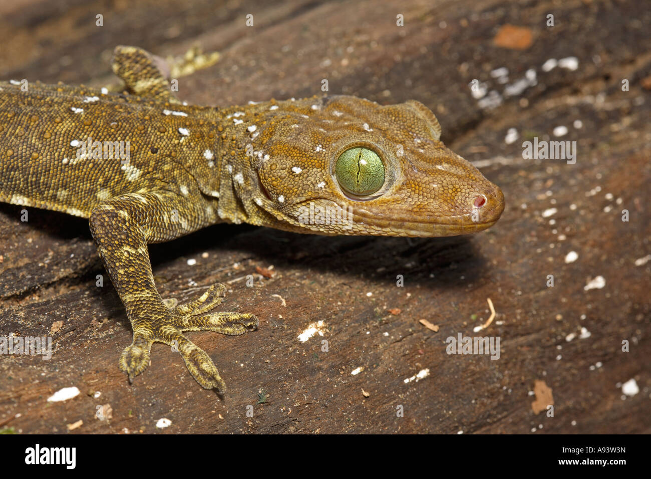 Gekko gecko forêt aux yeux verts smithi Sukau River Sabah Bornéo Banque D'Images