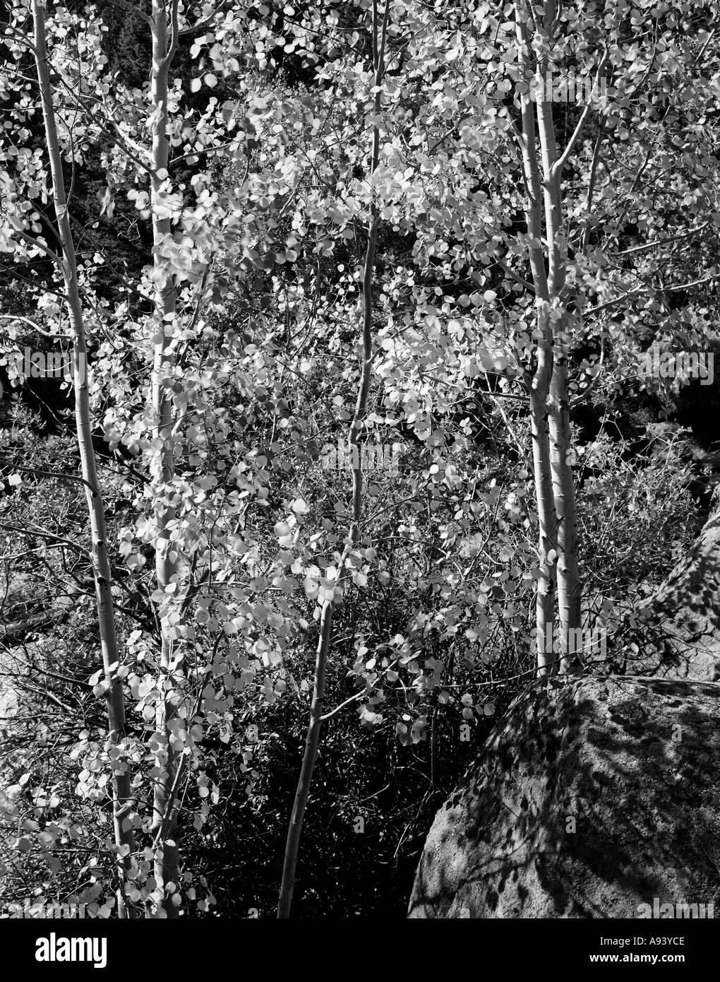 Les trembles Rocky Mountain National Park Colorado USA Banque D'Images