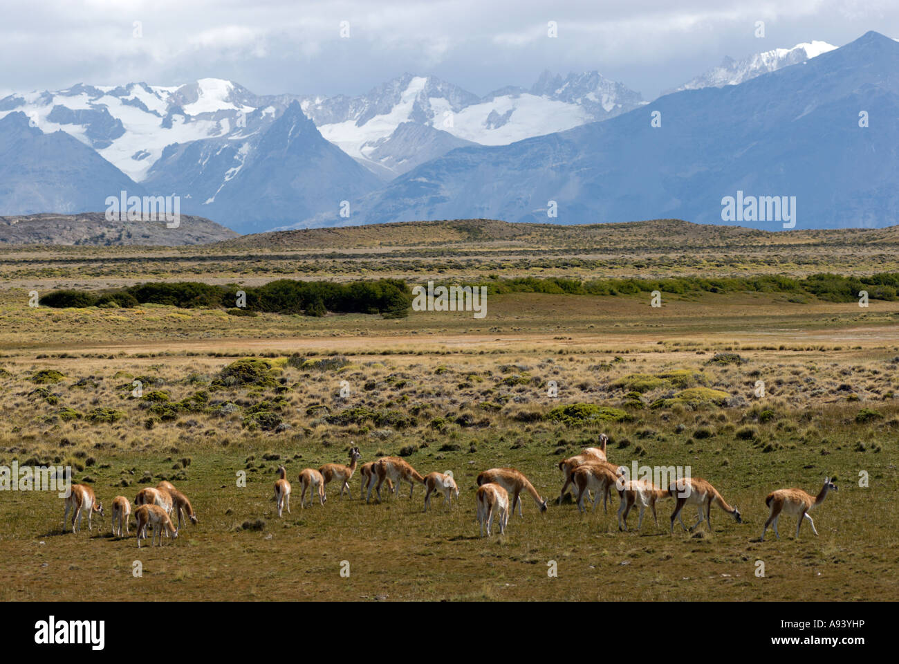 Guanacos (Lama guanicoe) Cobourg dans la nature, le Parc National Perito Moreno, dans le sud de la Patagonie andine, Santa Cruz, Argentine Banque D'Images