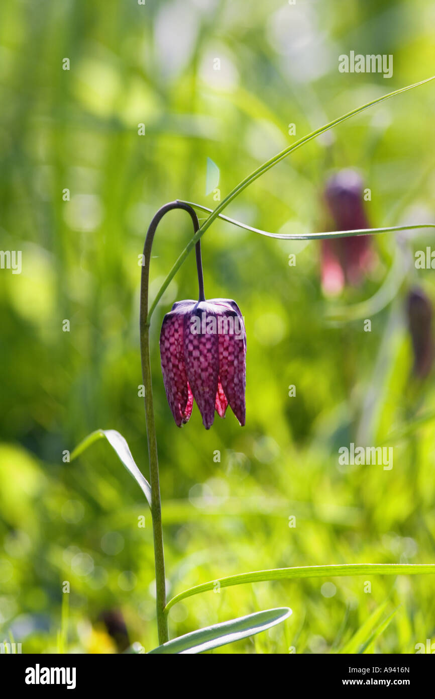 Tête du serpent Fritillary, Fritillaria meleagris Banque D'Images