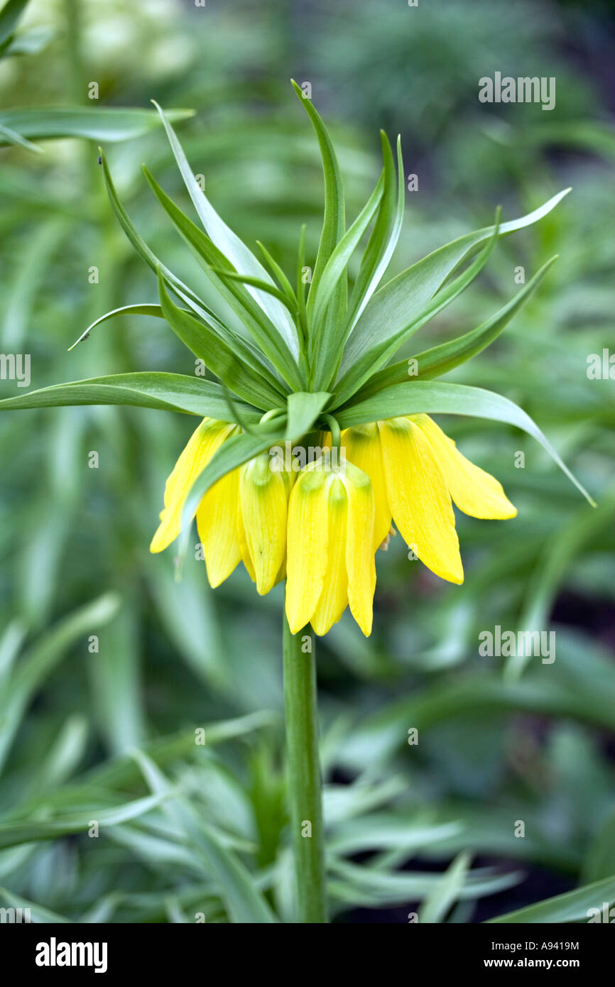 Fritillaria imperialis dans un jardin anglais. Banque D'Images