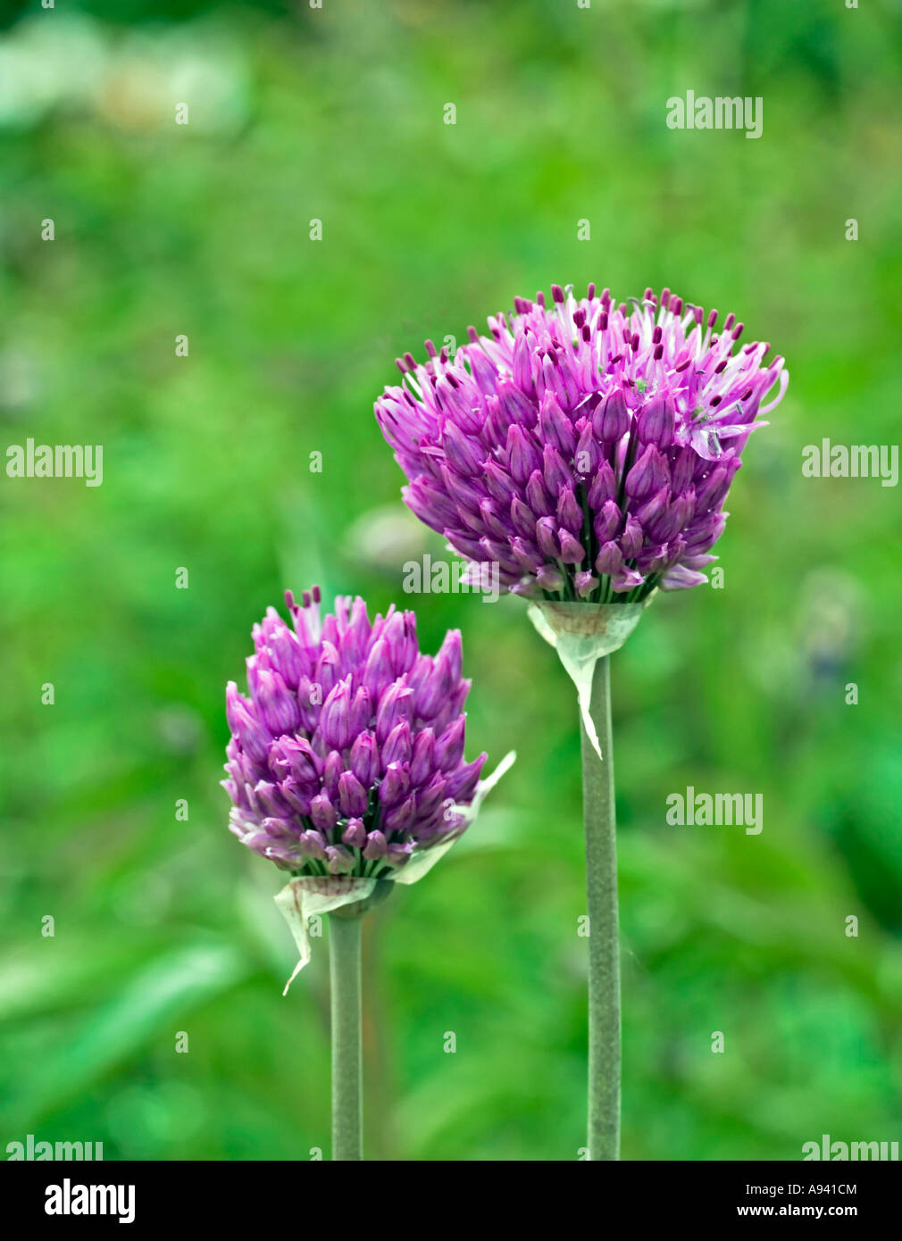 Fleurs d’Allium Banque D'Images