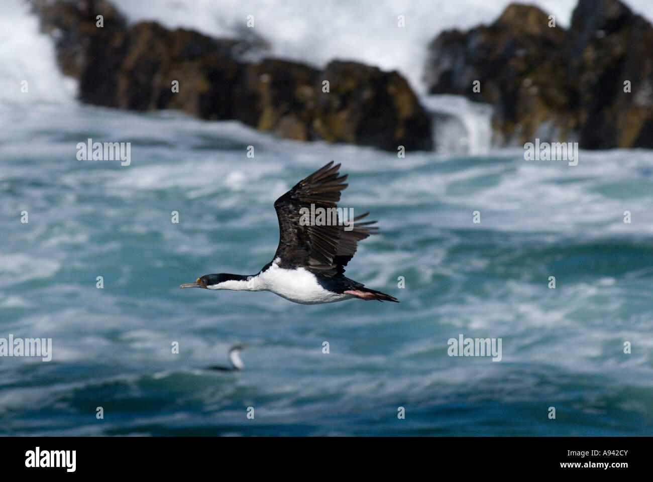 Shag impériale en vol (Phalacrocorax atriceps) , Cabo Blanco, Patagonie, Santa Cruz, Argentine Banque D'Images