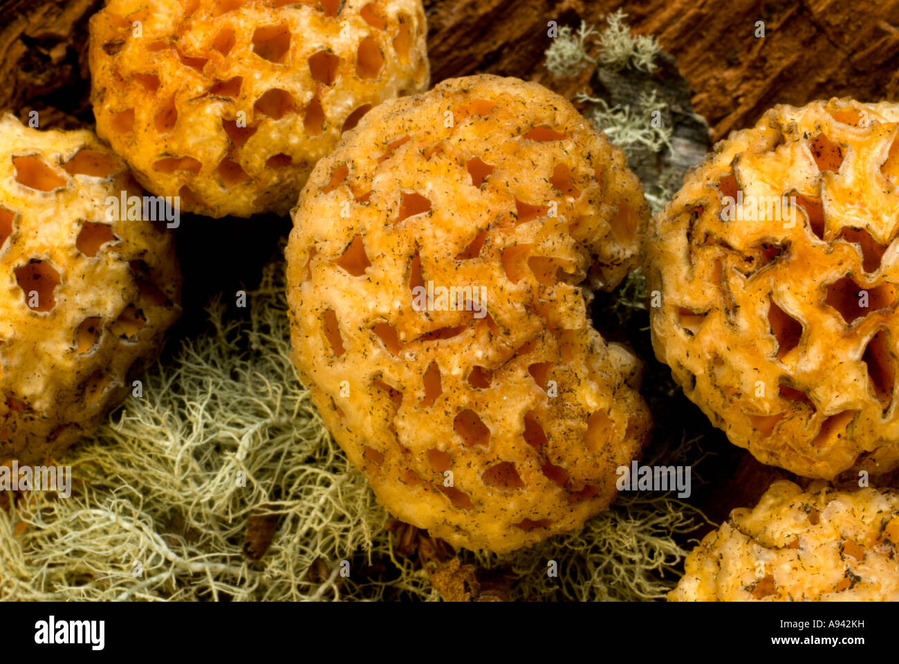 Champignon (Cyttaria darwinii), Pan de Indio, Parc National Perito Moreno, dans le sud de la Patagonie andine, Santa Cruz, Argentine Banque D'Images