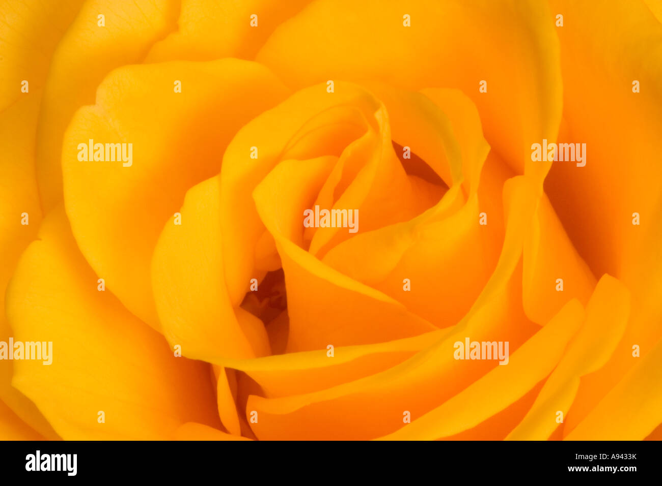 Close up de la partie centrale d'une rose jaune. Banque D'Images