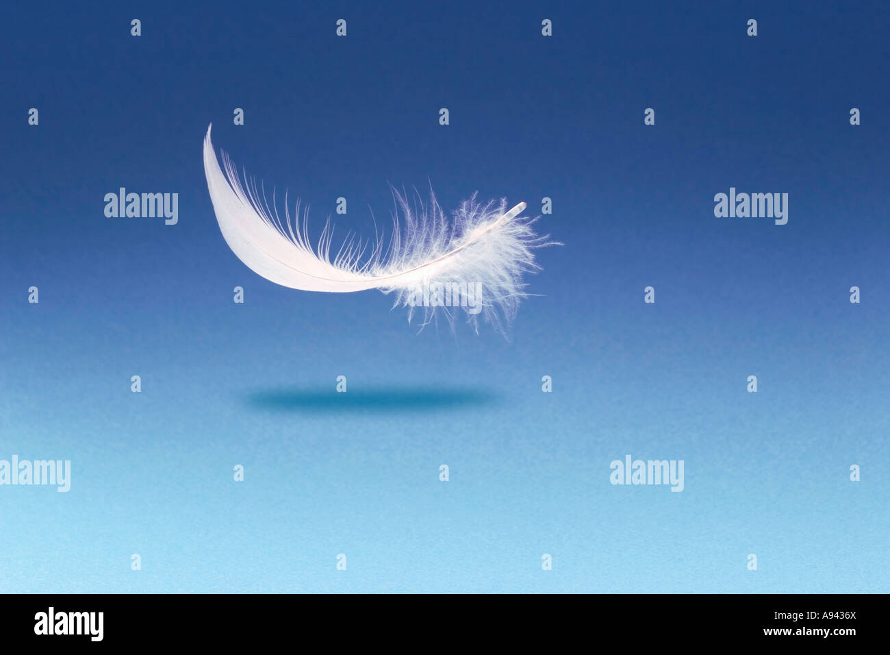 Planeur light white small en plumes ou en duvet sur fond bleu avec ombre dans studio Banque D'Images