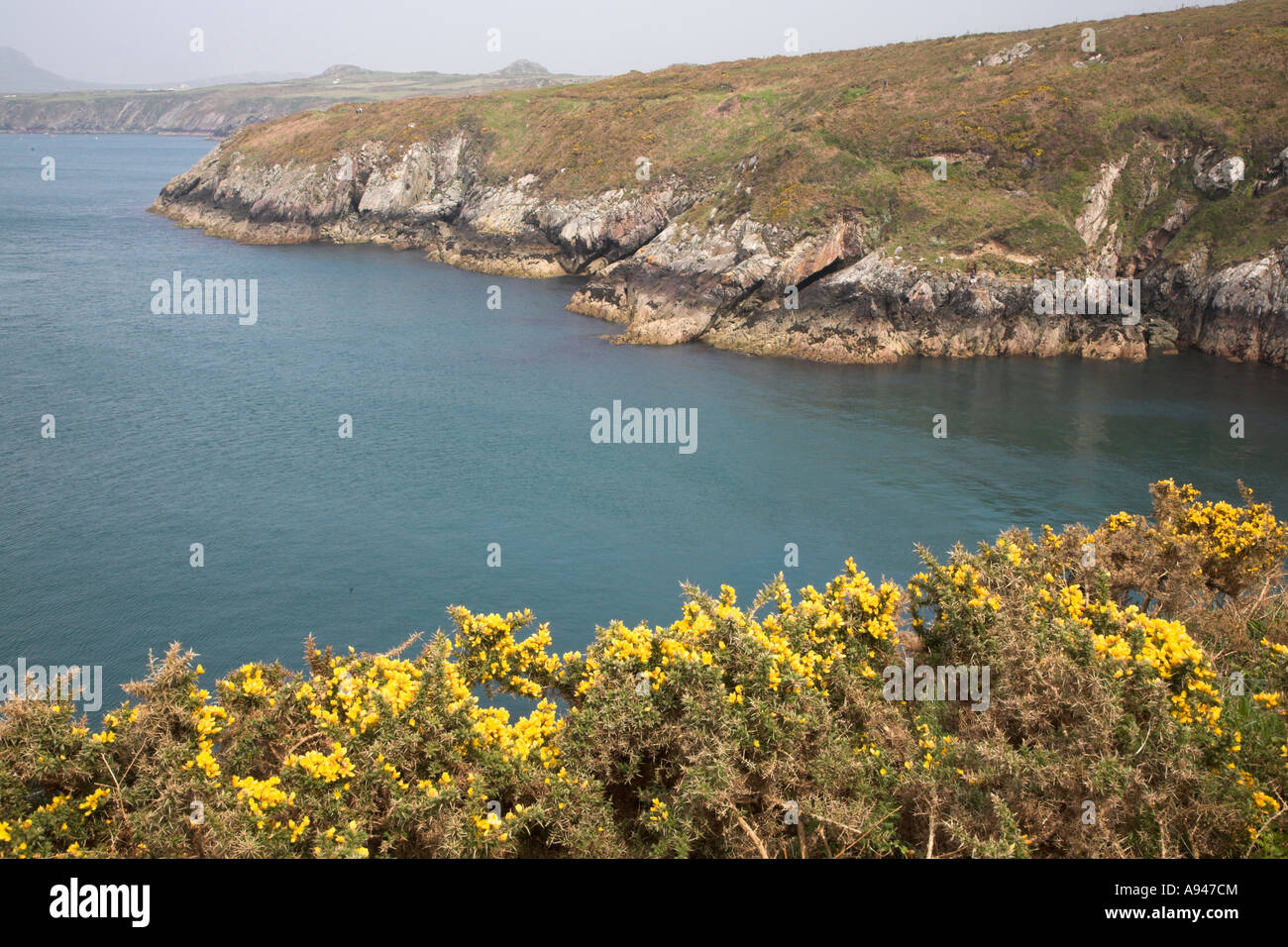 L'ajonc commun jaune falaise côtière Ramsey, son paysage St David's, le parc national de Pembrokeshire Coast, le Pays de Galles Banque D'Images