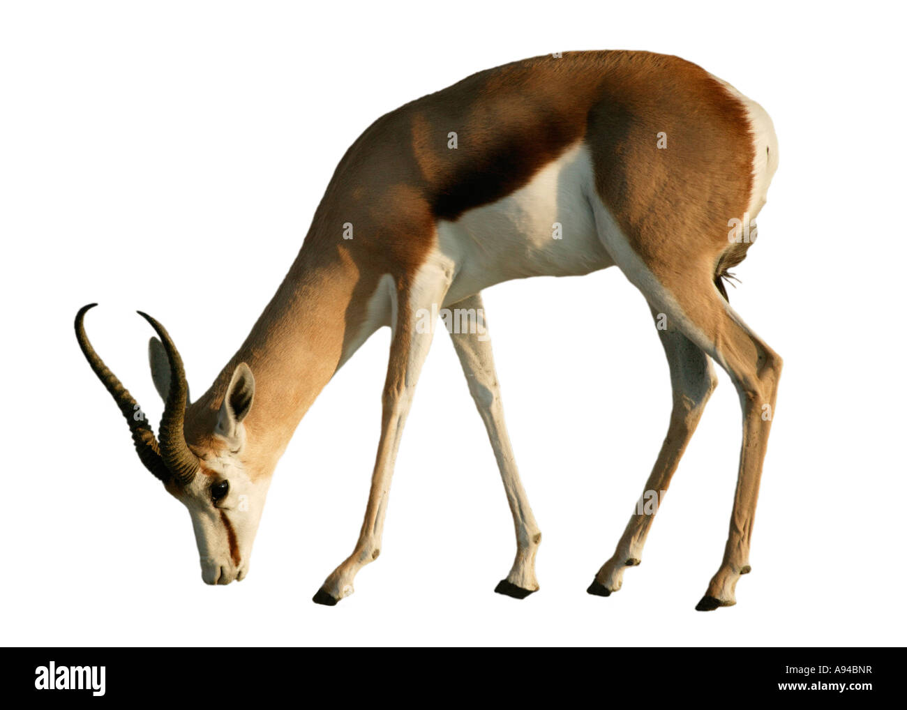 La Namibie Etosha Springbok pâturage ram Banque D'Images