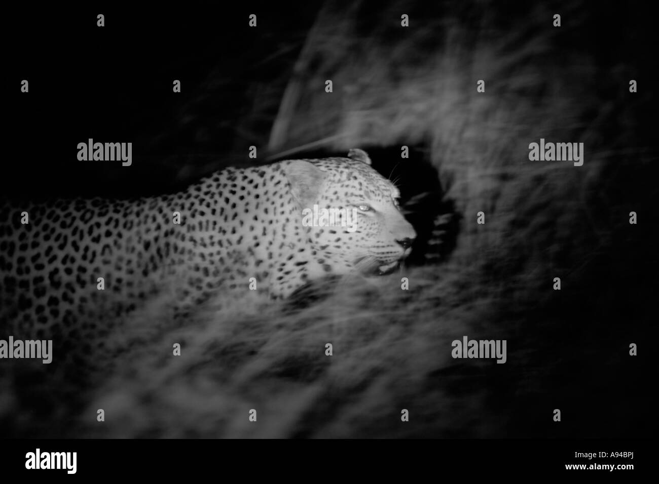 Un léopard mâle sur le vagabondage dans la nuit noir et blanc Ngala Timbavati Game Reserve Province du Limpopo, Afrique du Sud Banque D'Images