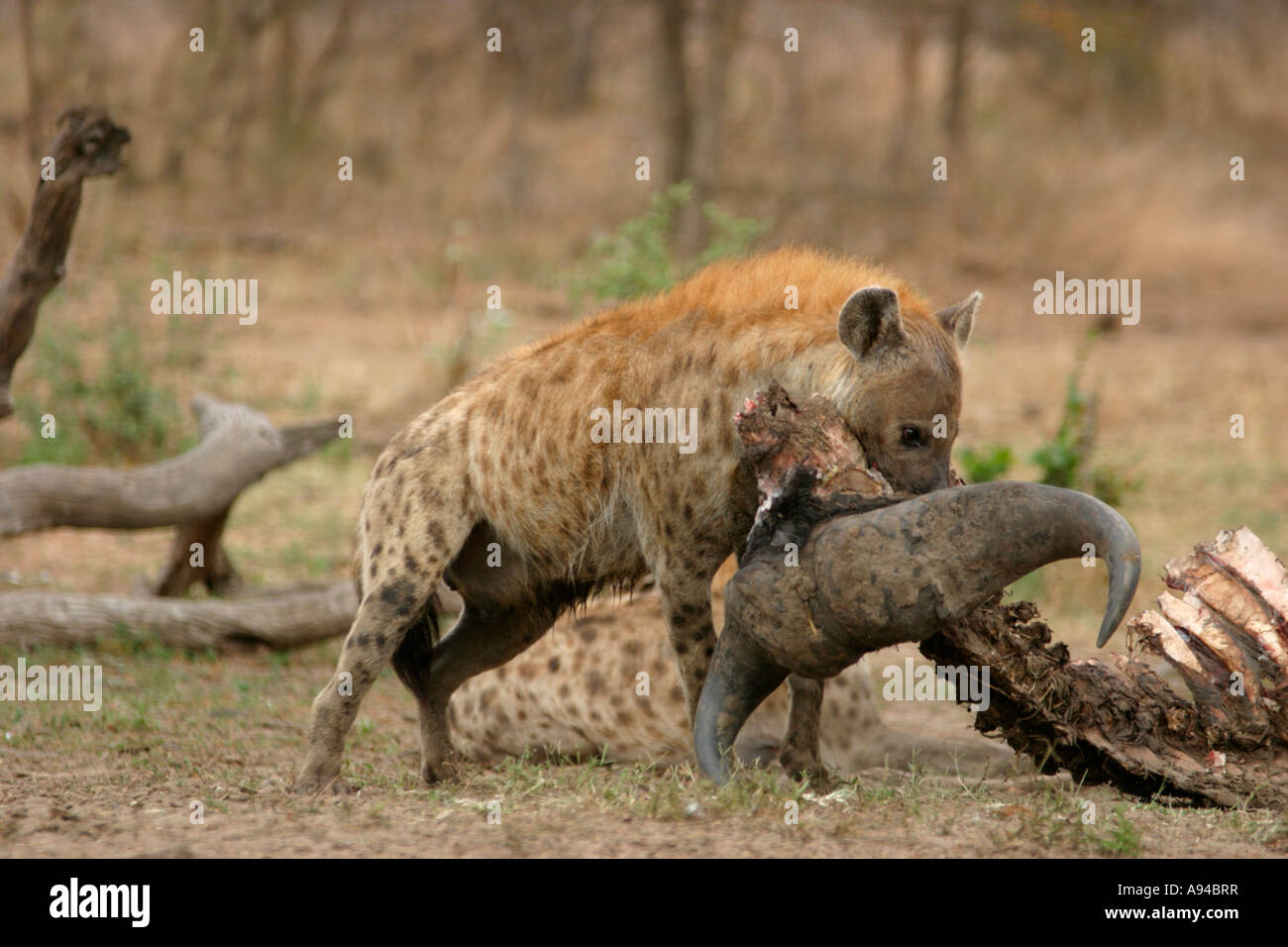 L'hyène tachetée se nourrissant des restes d'un buffalo tuer Ngala Timbavati Game Reserve Province du Limpopo, Afrique du Sud Banque D'Images