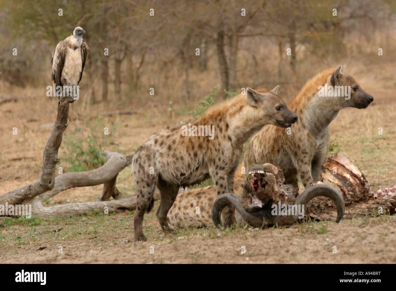 L'hyène tachetée et un vautour blanc solitaire à la demeure d'un buffalo tuer Ngala Afrique du Sud Banque D'Images