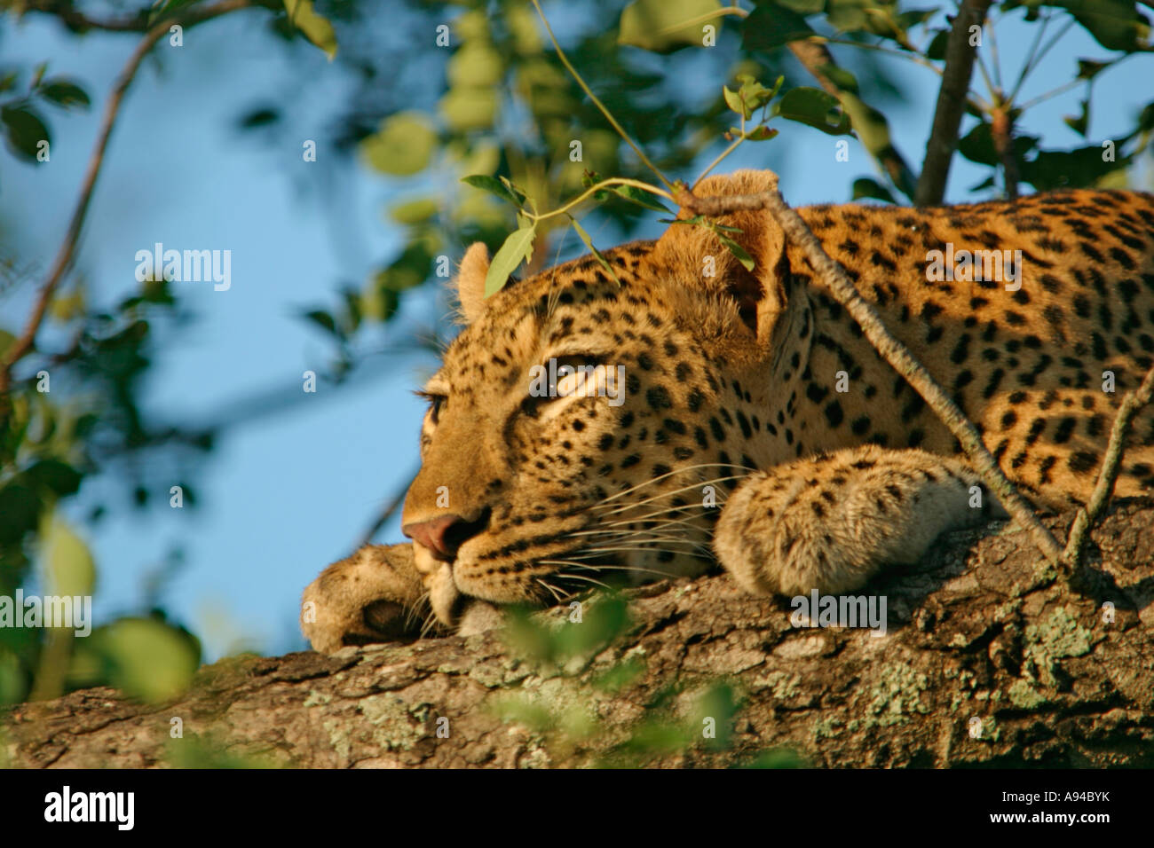 Leopard reposant avec son menton sur une branche dans un arbre Singita Sabi Sand Game Reserve Afrique du Sud Mpumalanga Banque D'Images