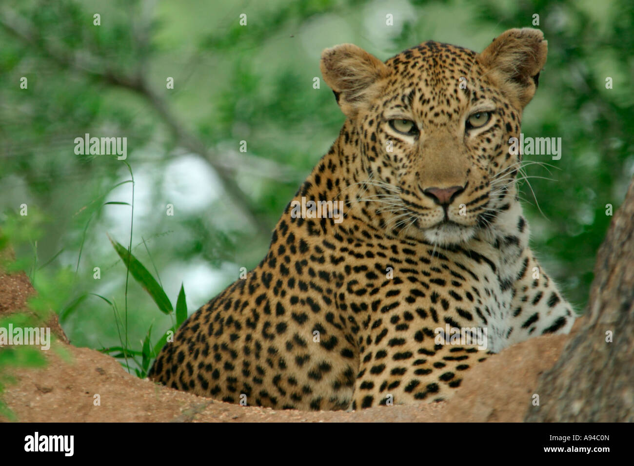 Portrait d'un léopard couché sur une fourmilière Singita Sabi Sand Game Reserve Afrique du Sud Mpumalanga Banque D'Images
