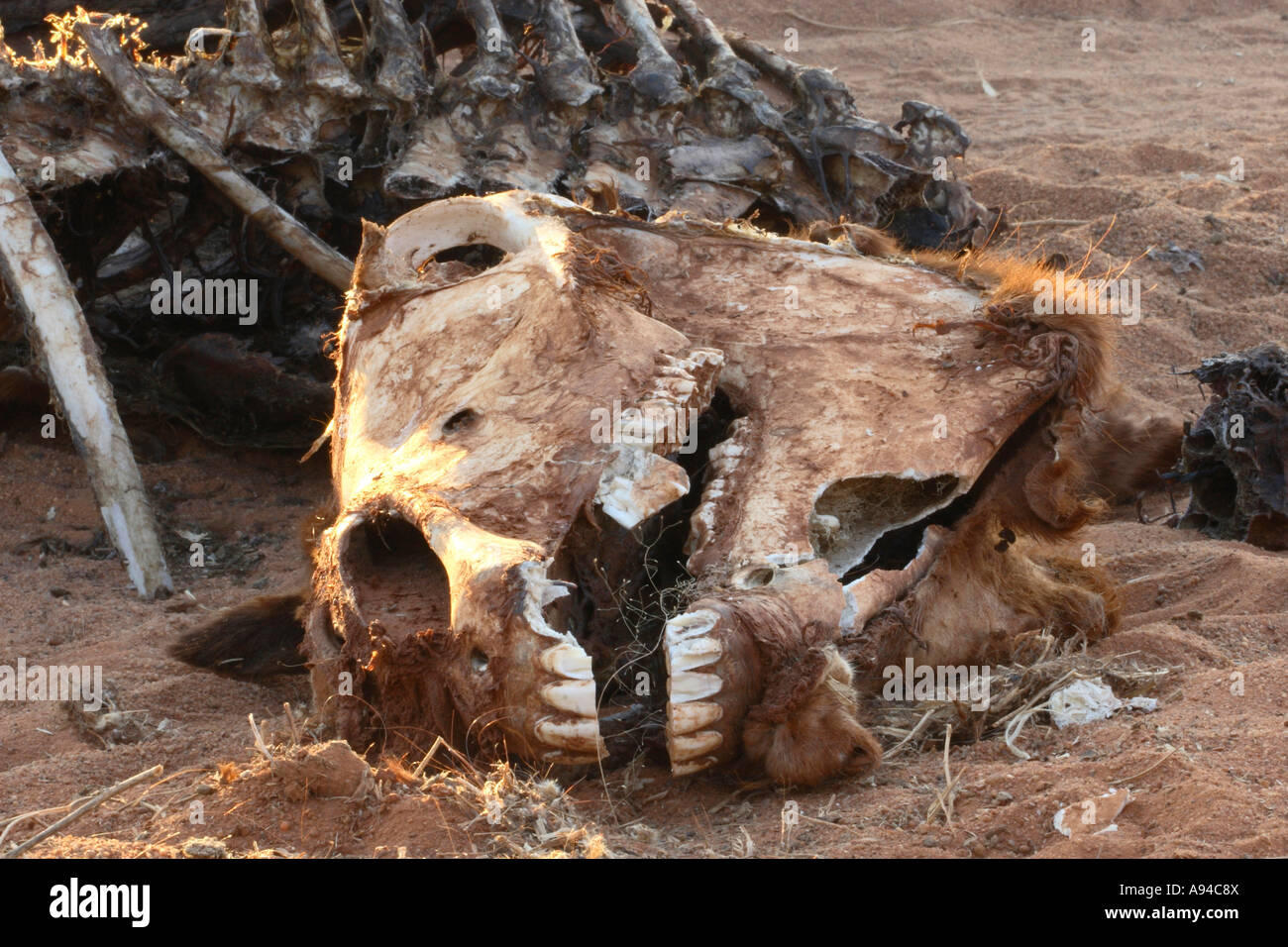 Crâne d'une vache morte Botswana Banque D'Images