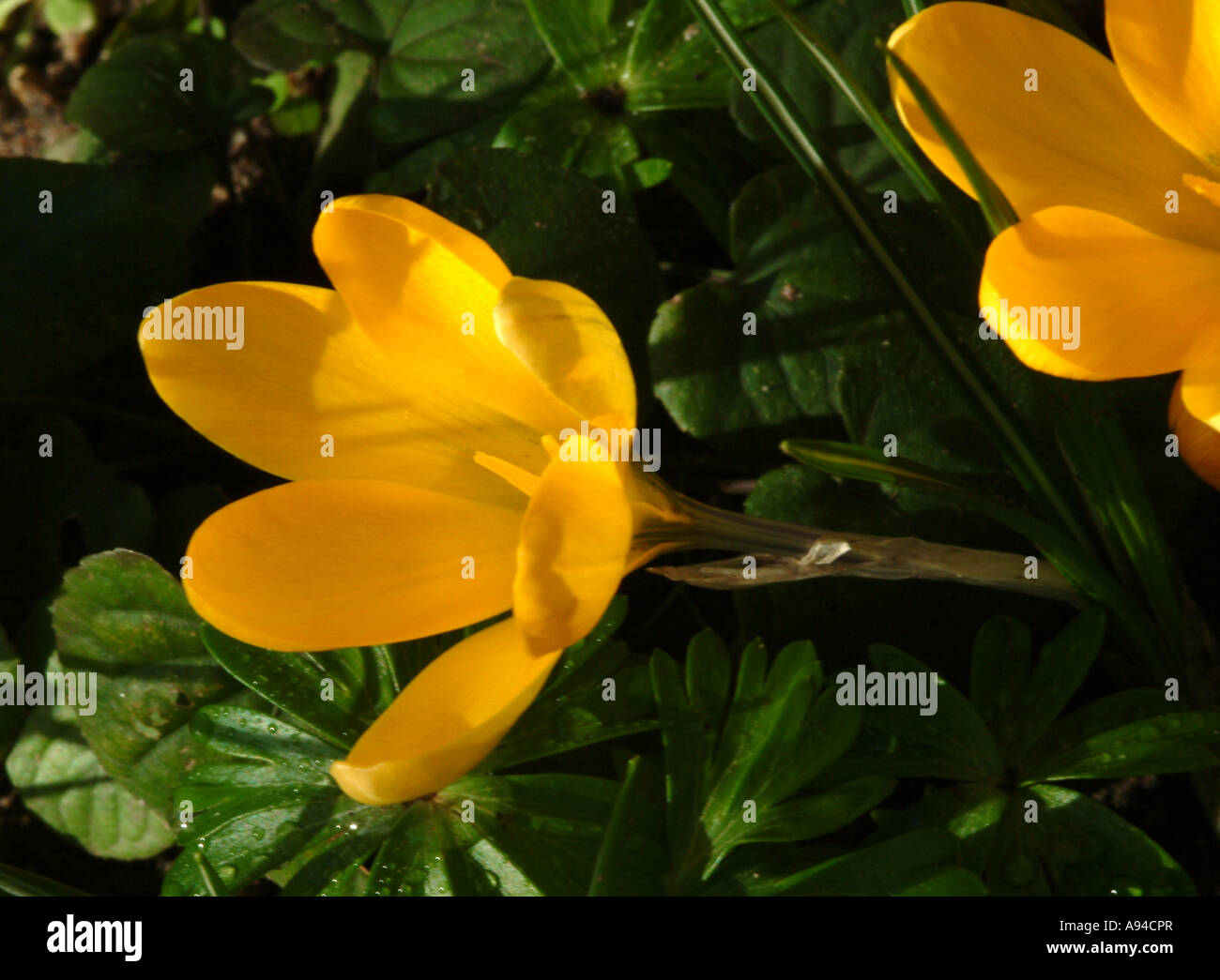 Gros plan du crocus jaune fleurs en pleine floraison printanière dans un jardin de Cheshire Banque D'Images