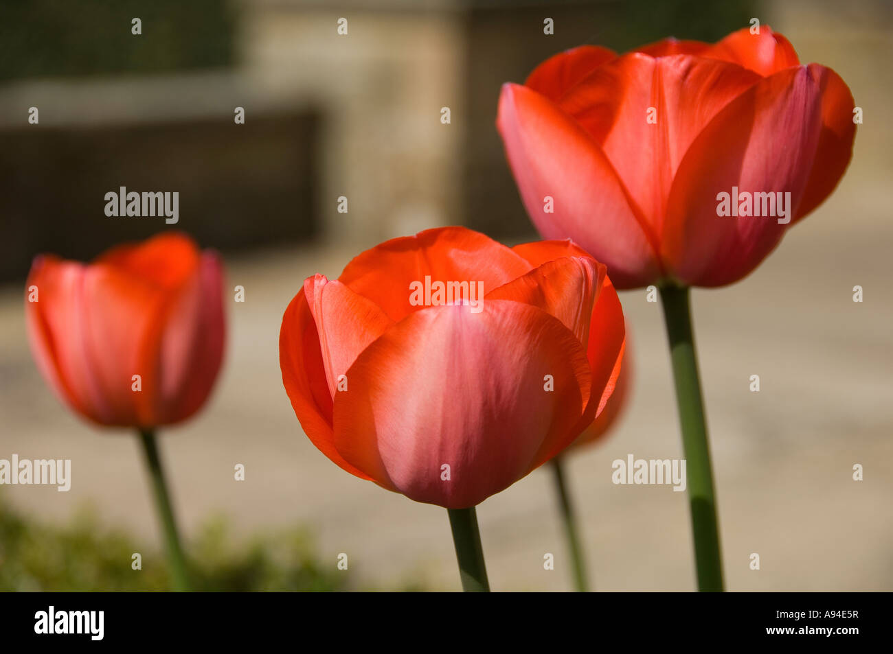 Tulipes rouges tulipes fleurs fleur fleur fleur fleur au printemps gros plan croissance dans le jardin Angleterre Royaume-Uni Grande-Bretagne Banque D'Images