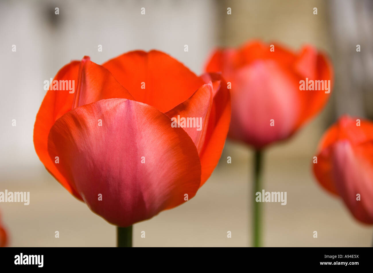 Gros plan de tulipes rouges tulipes fleurs fleur floraison croissance au printemps Angleterre Royaume-Uni Grande-Bretagne Banque D'Images