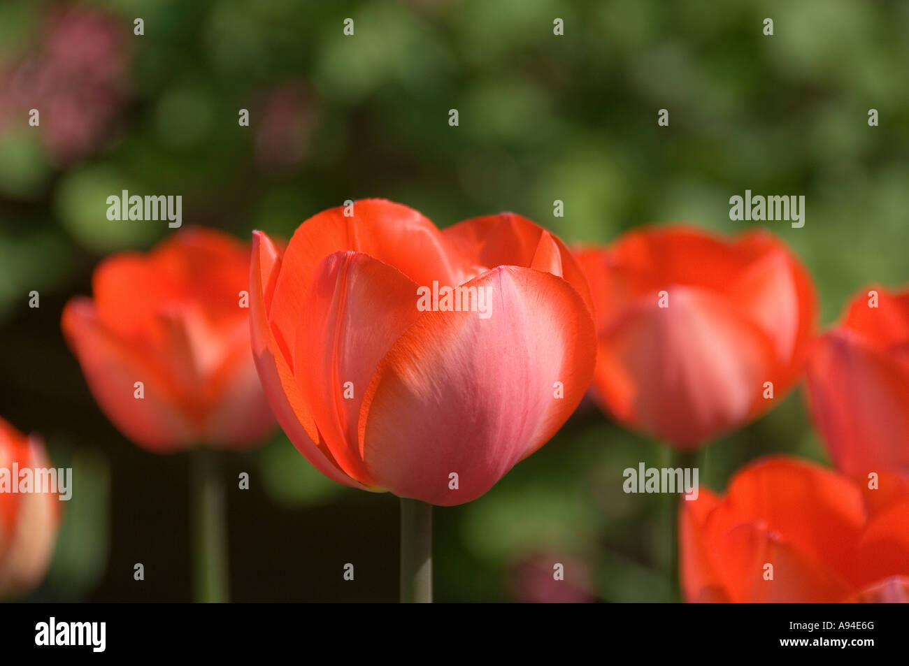 Gros plan de tulipes rouges tulipes fleurs fleur floraison au printemps Angleterre Royaume-Uni Grande-Bretagne Banque D'Images