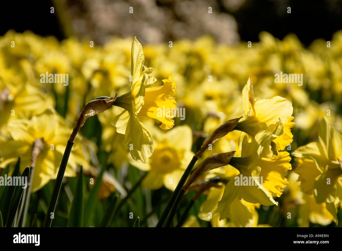 Gros plan des fleurs jaunes jonquilles narcissi floraison en croissance au printemps Angleterre Royaume-Uni Grande-Bretagne Banque D'Images