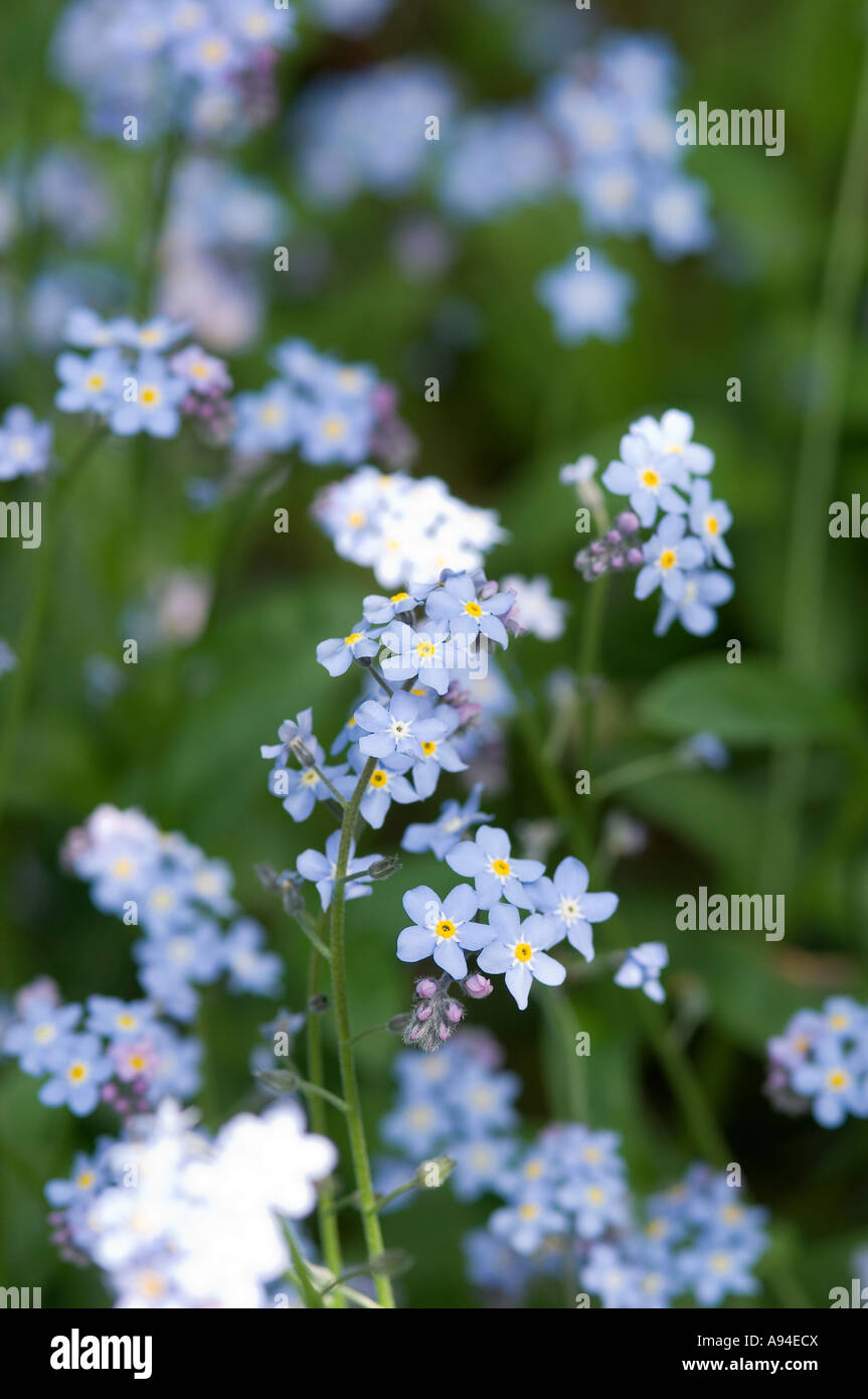 Gros plan de Blue Forget Me pas fleurs fleur floraison au printemps myosotis Angleterre Royaume-Uni Grande-Bretagne Banque D'Images