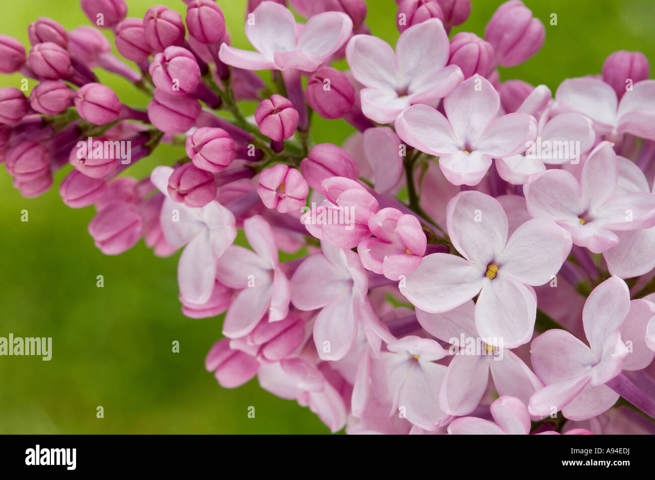 Gros plan de l'arbuste lilas buisson croissance fleurs floraison au printemps syringa vulgaris Angleterre Royaume-Uni Grande-Bretagne Banque D'Images