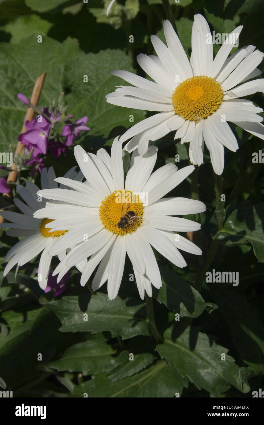 Gros plan de pâquerettes blanches fleurs de fleurs Banque D'Images