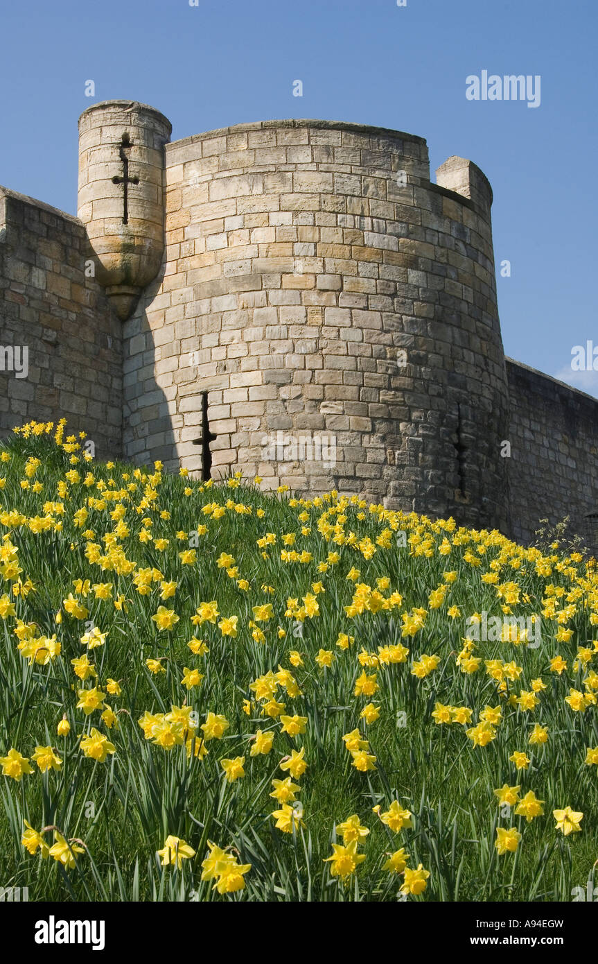 Les jonquilles sur les murs de la ville au printemps York North Yorkshire England UK Royaume-Uni GB Grande Bretagne Banque D'Images
