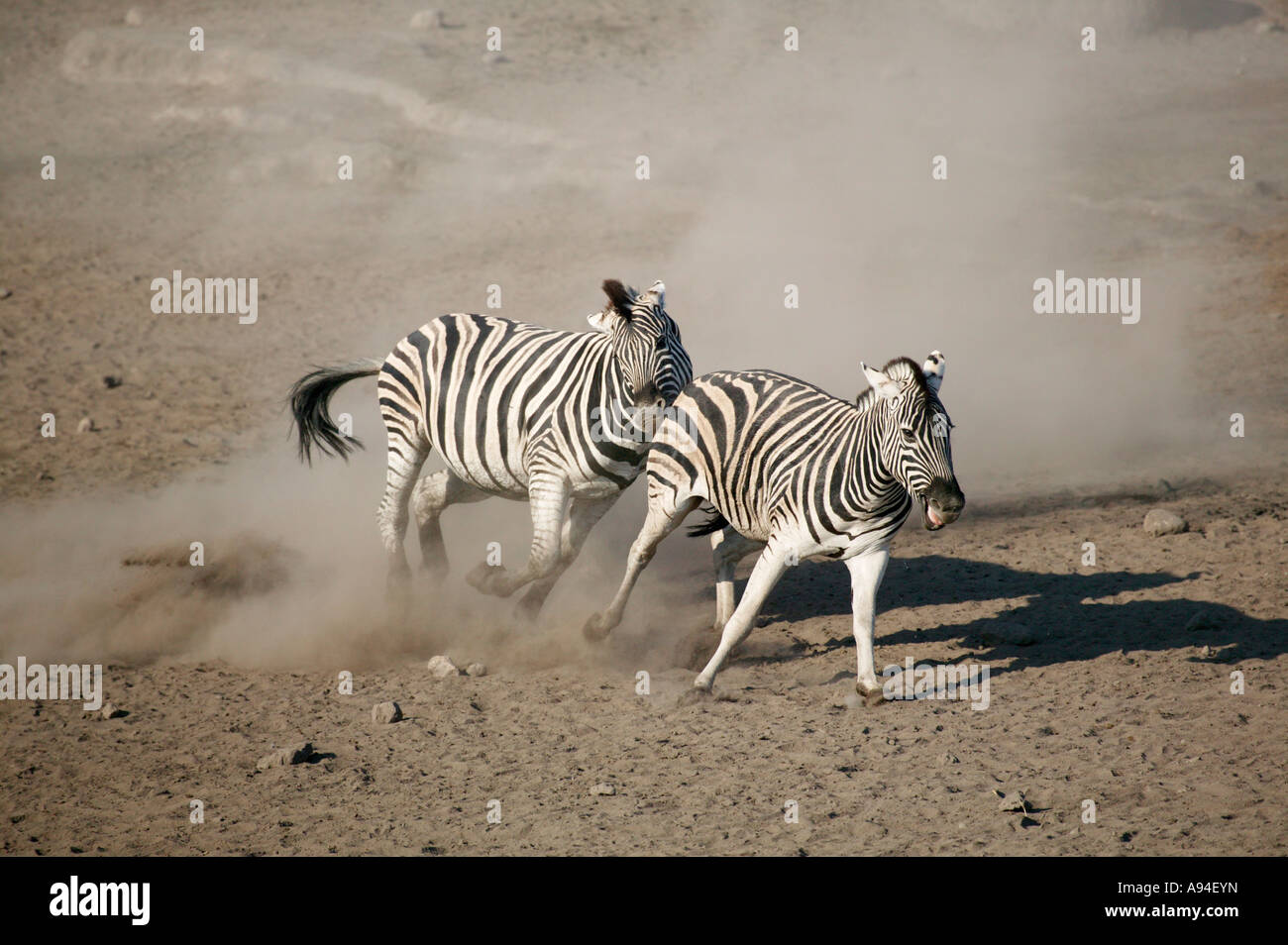Un zèbre des coups jusqu'à la poussière qu'il a le pouvoir d'un rival à travers une zone de sable Namibie Etosha Banque D'Images