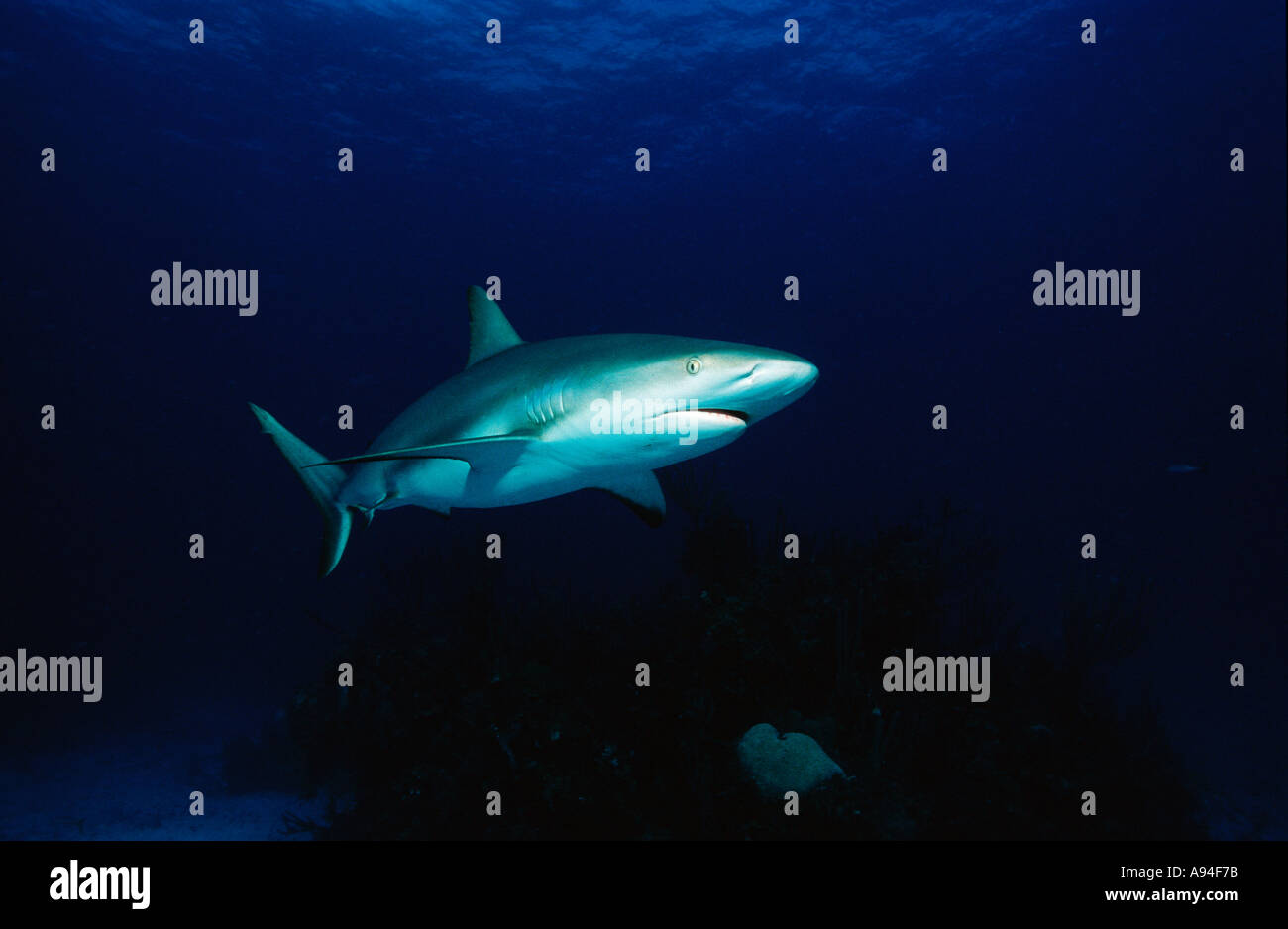 Carcharhinus perezi requin de récif des Caraïbes, Banque D'Images