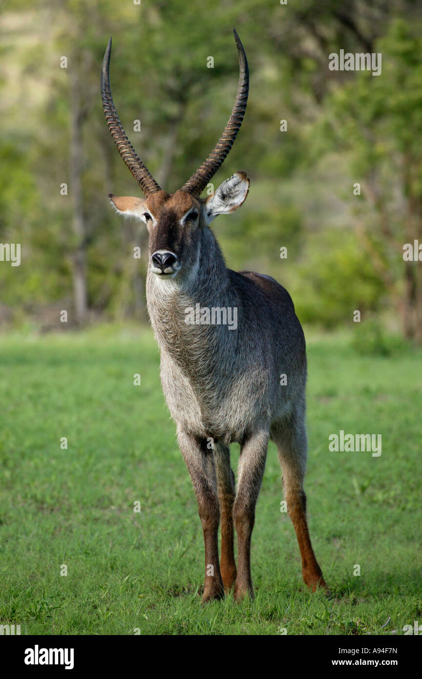 Waterbuck ram debout face à l'appareil photo Sabi Sand Game Reserve Afrique du Sud Mpumalanga Banque D'Images Waterbuck ram debout face à l'appareil photo Sabi Sand Game Reserve Afrique du Sud Mpumalanga Banque D'Images