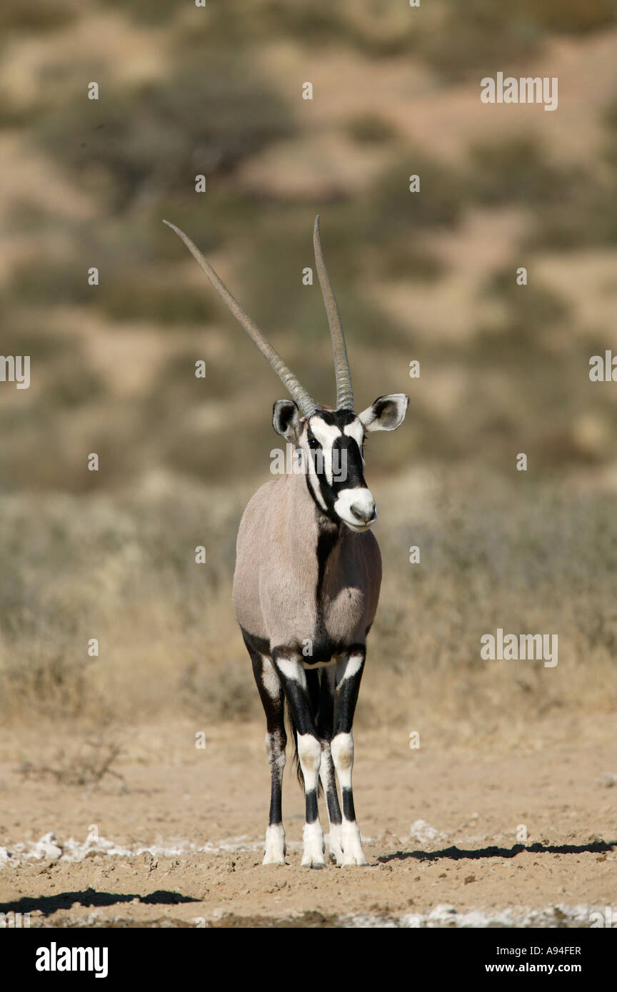 Oryx oryx aux longues cornes debout Kgalagadi Transfrontier Park Northern Cape Afrique du Sud Banque D'Images