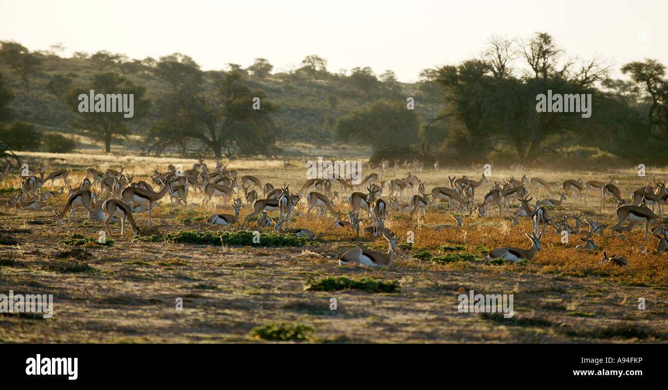 Un grand troupeau de springbok s'installer pour se reposer en fin d'après-midi dans le lit de la rivière Auob Kgalagadi Transfrontier Park Banque D'Images