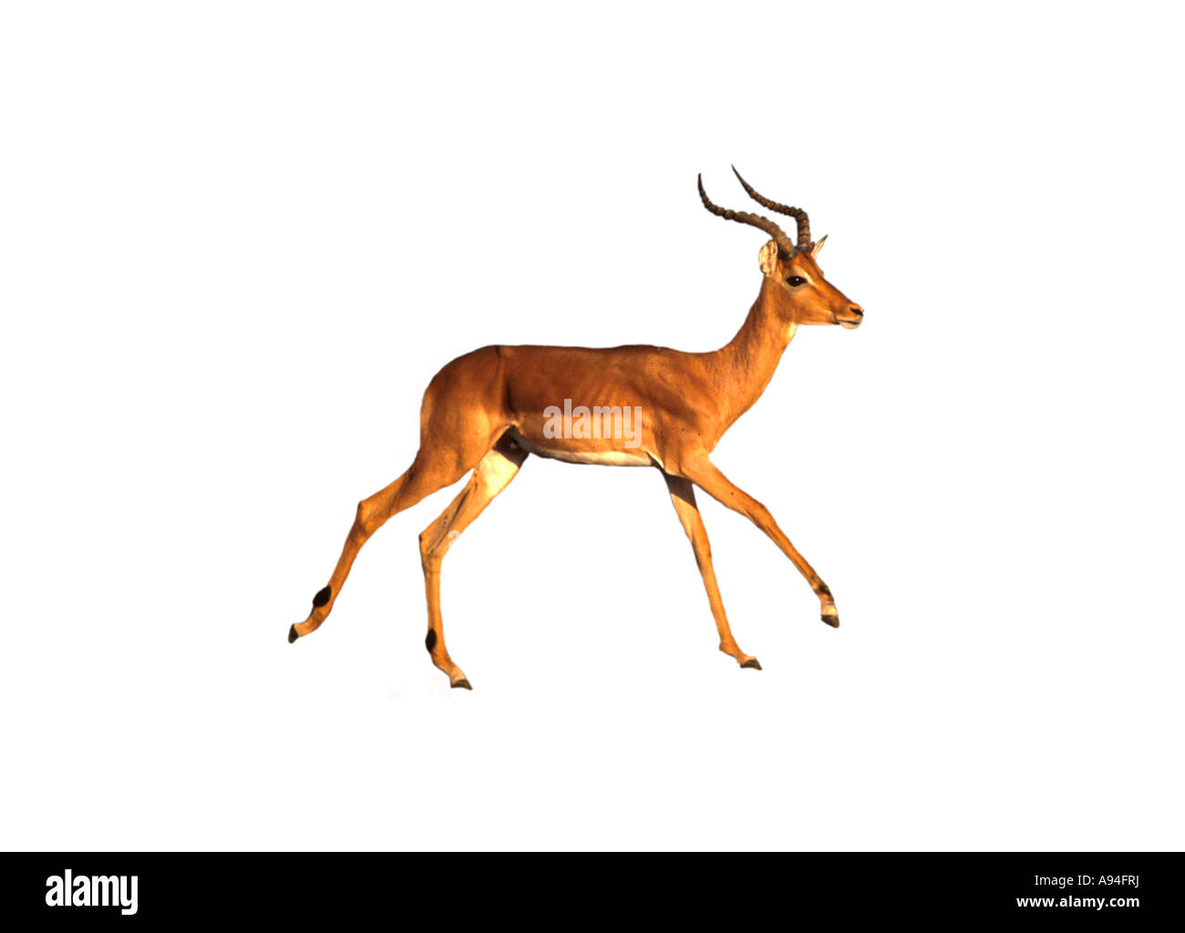 Impala de ram sous le Parc National de Kruger Mpumalanga, Afrique du Sud Banque D'Images