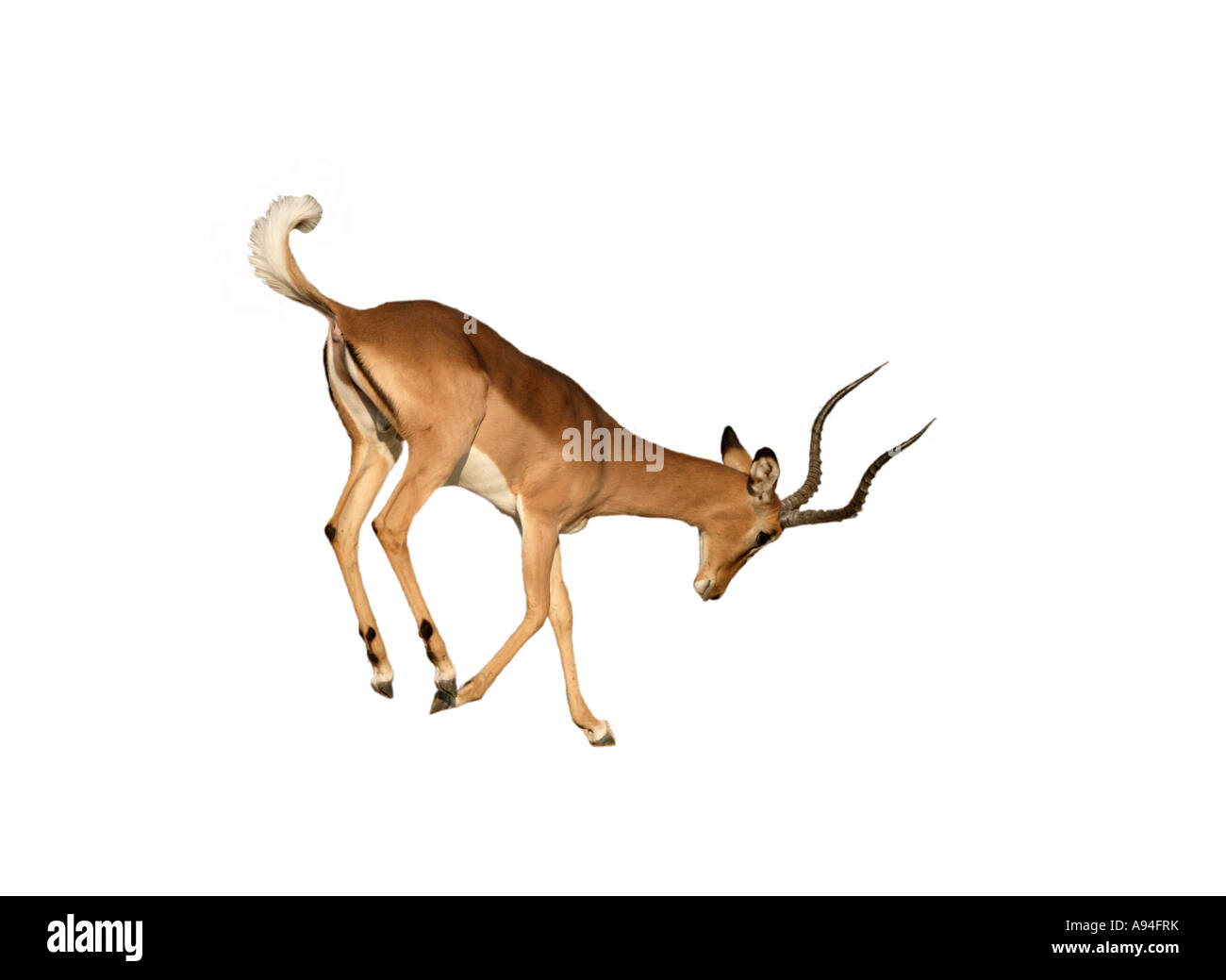 Face noir Impala le comportement agressif de ram Namibie Etosha Banque D'Images