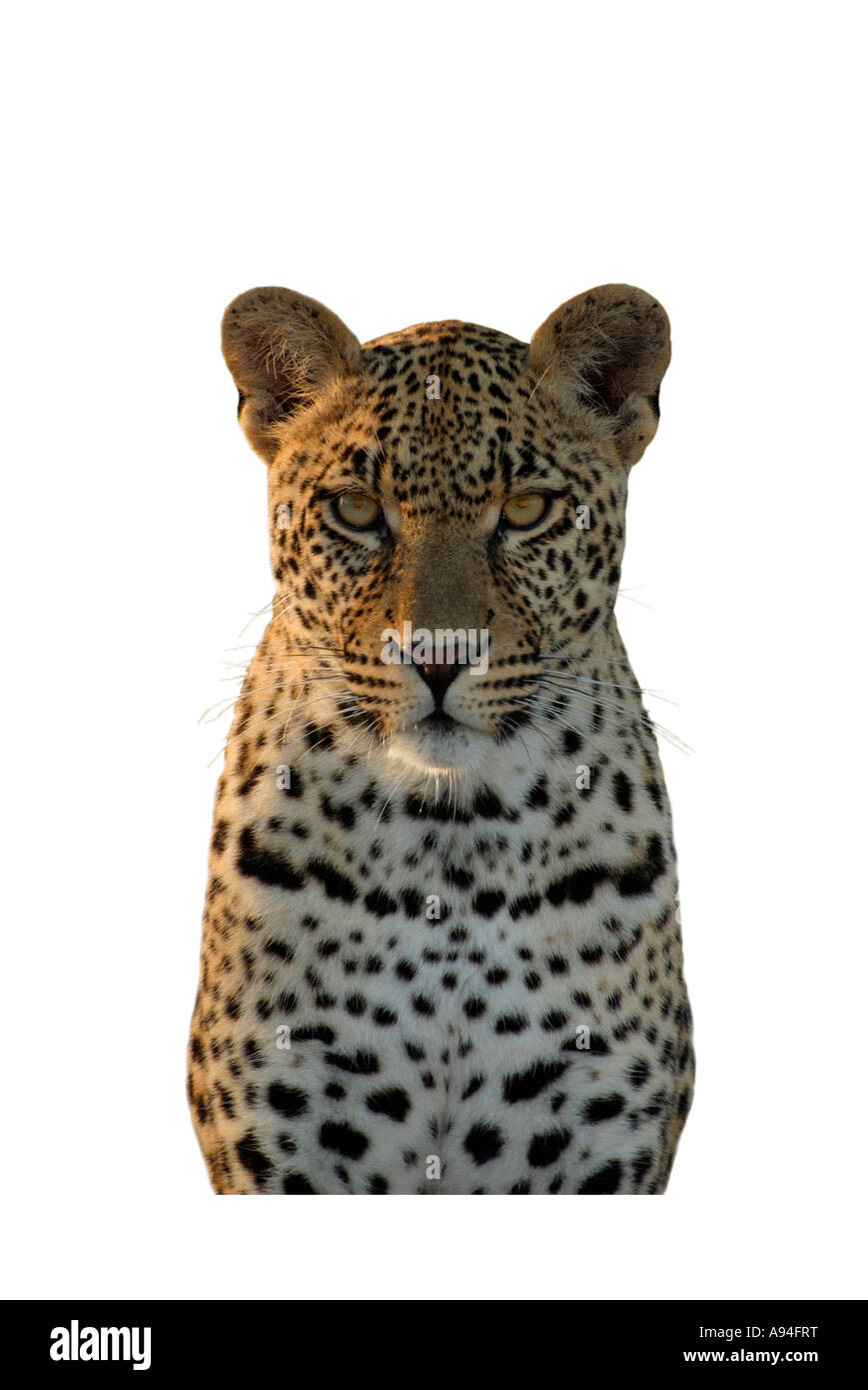 Portrait of a male leopard directement vers l'appareil photo à Sabi Sand Game Reserve Afrique du Sud Mpumalanga Banque D'Images