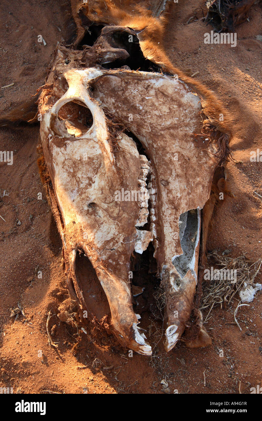 Crâne de vache morte Botswana Banque D'Images