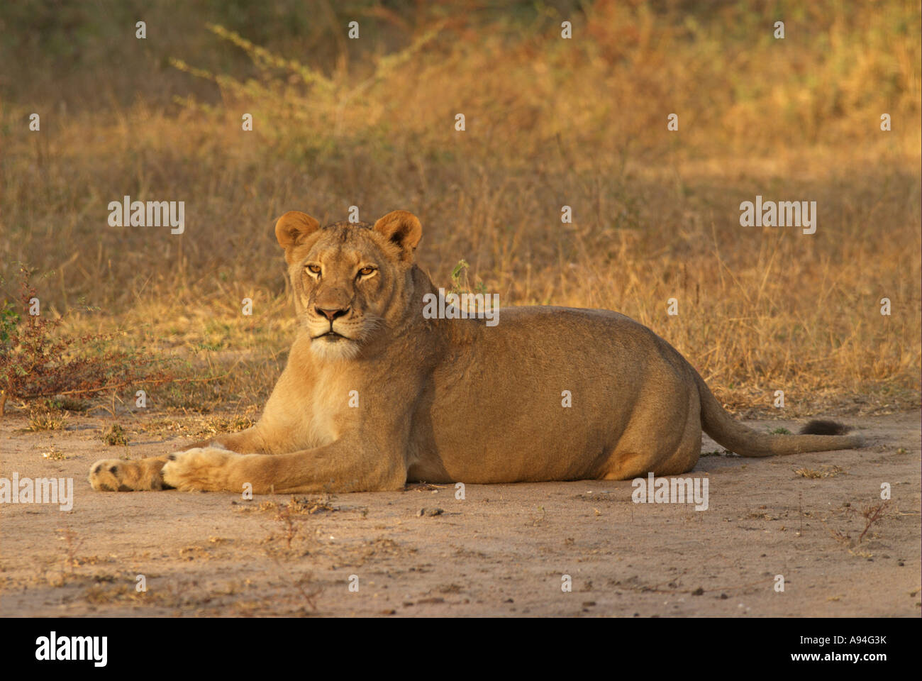 Lionne couchée sur un terrain découvert dans la chaude lumière Londolozi Sabi Sand Mpumalanga Afrique du Sud Banque D'Images