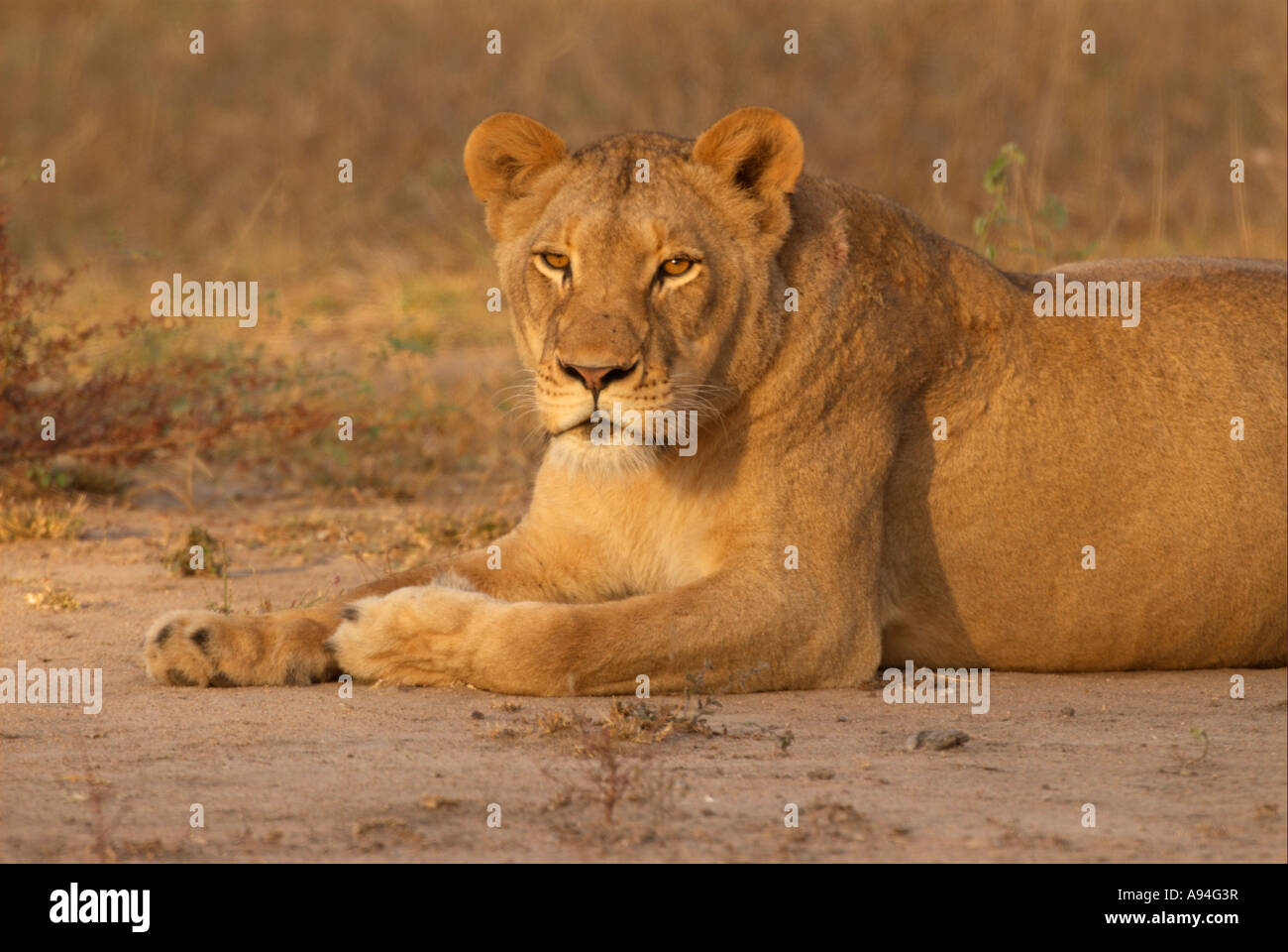 Portrait d'une lionne couchée sur un terrain découvert dans la chaude lumière Londolozi Sabi Sand Mpumalanga Afrique du Sud Banque D'Images