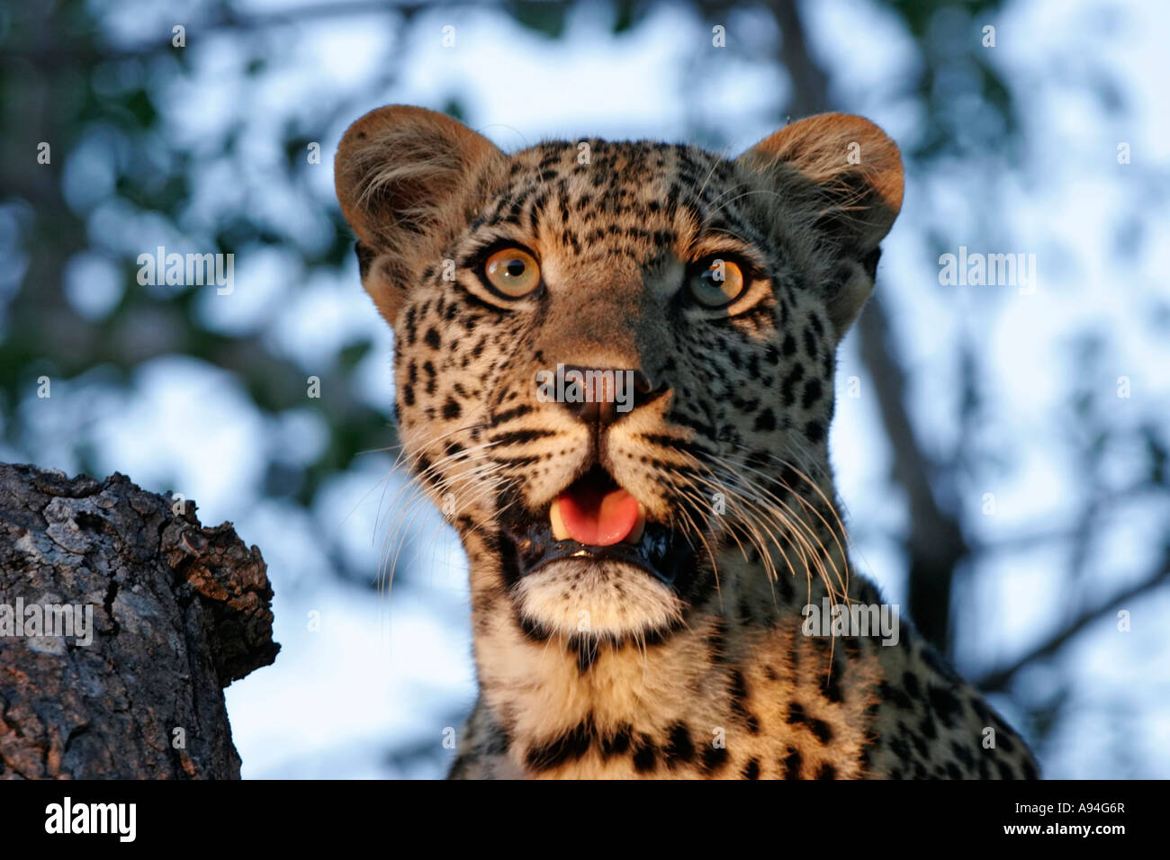 Leopard portrait Nkhoro Sabi Sand Game Reserve Afrique du Sud Mpumalanga Banque D'Images