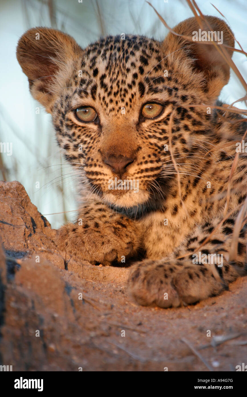 Portrait d'une jeune leopard cub Nkhoro Sabi Sand Game Reserve Afrique du Sud Mpumalanga Banque D'Images